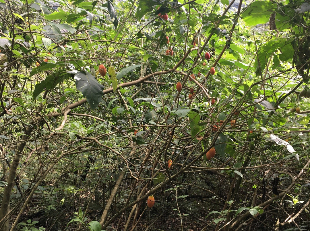 El Mirador-圣洛伦索必去景点