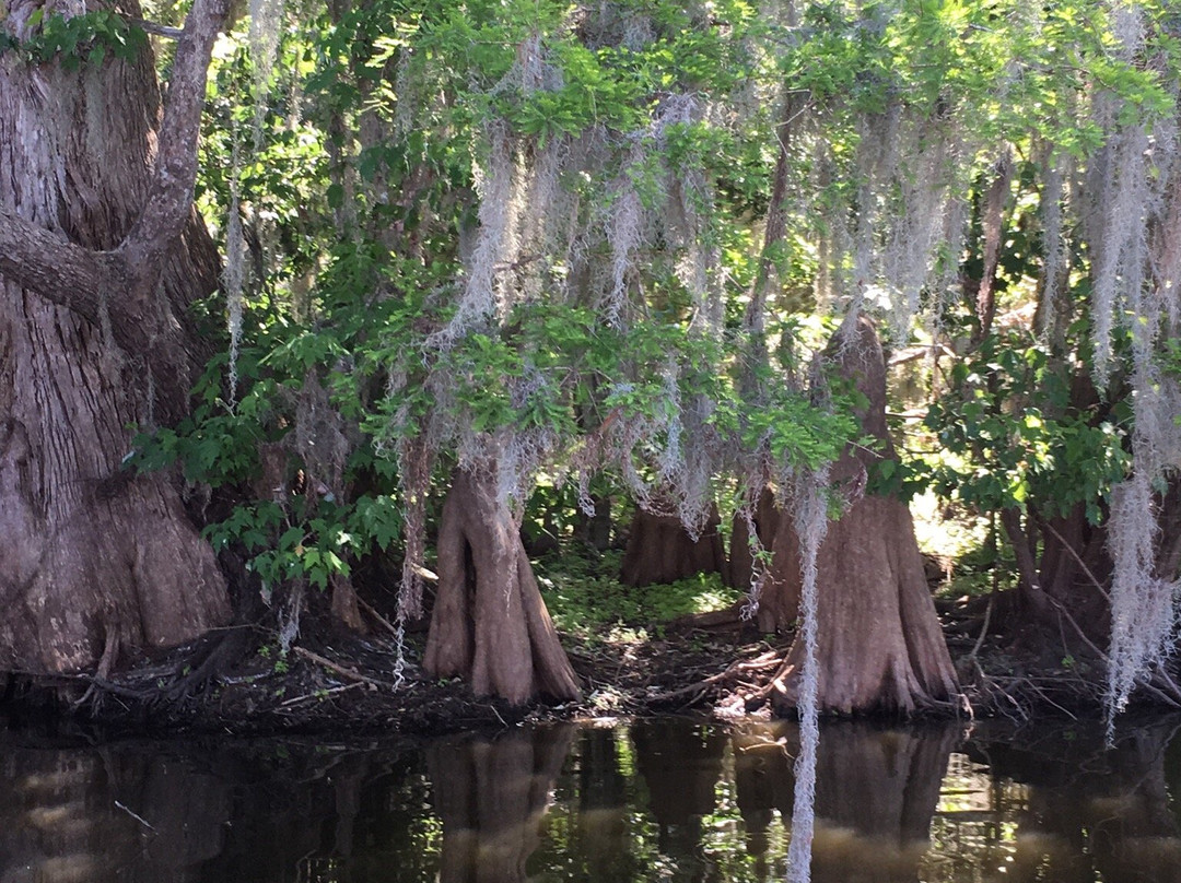 Lake Jesup-桑福德必去景点