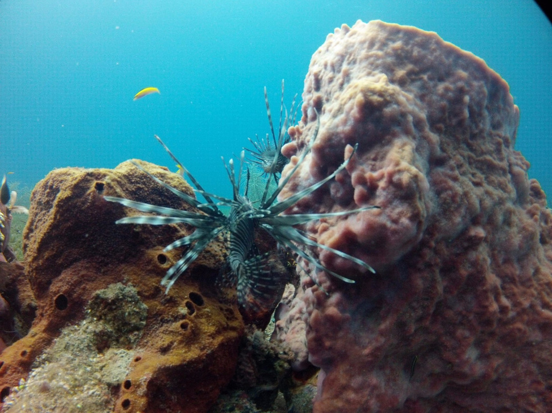 Island Dive Operations-Portsmouth必去景点