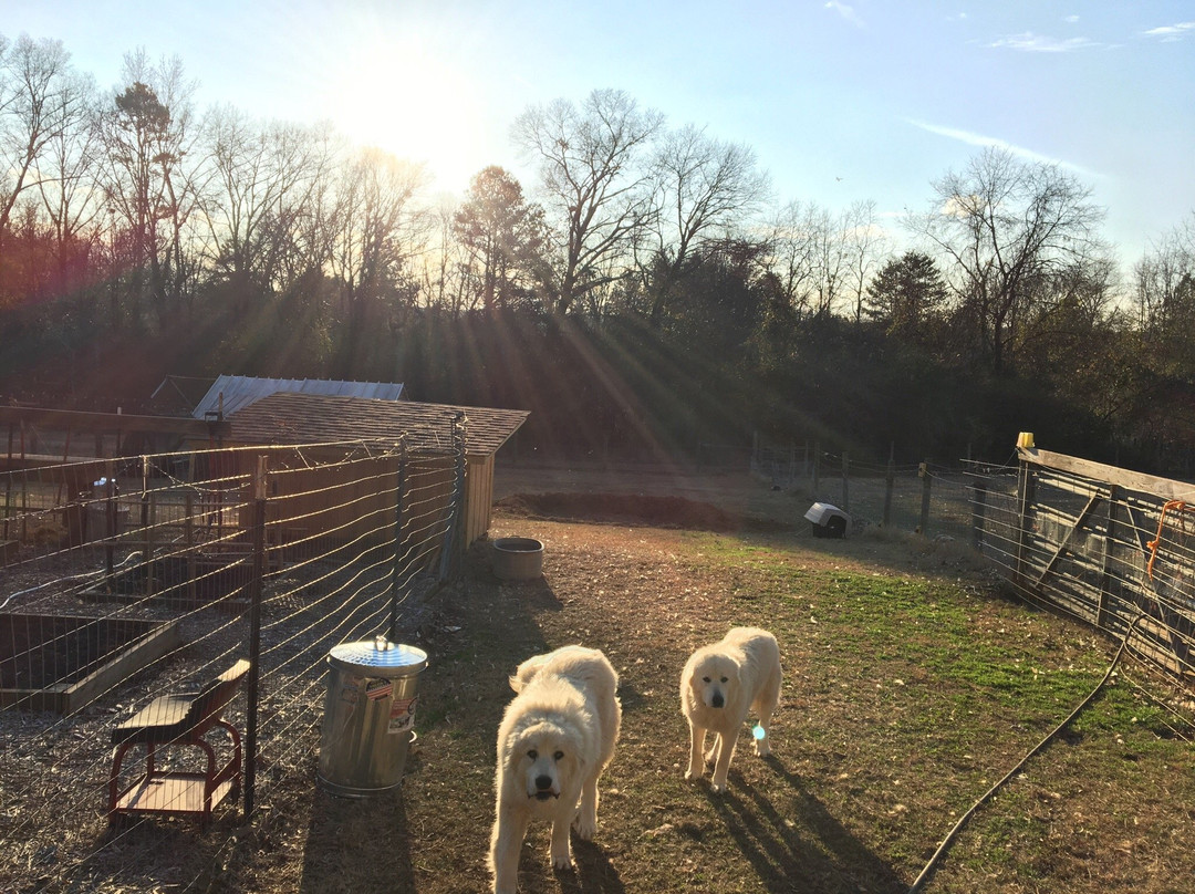 Jefferson酒店住宿-Corriedale Farm Cottage