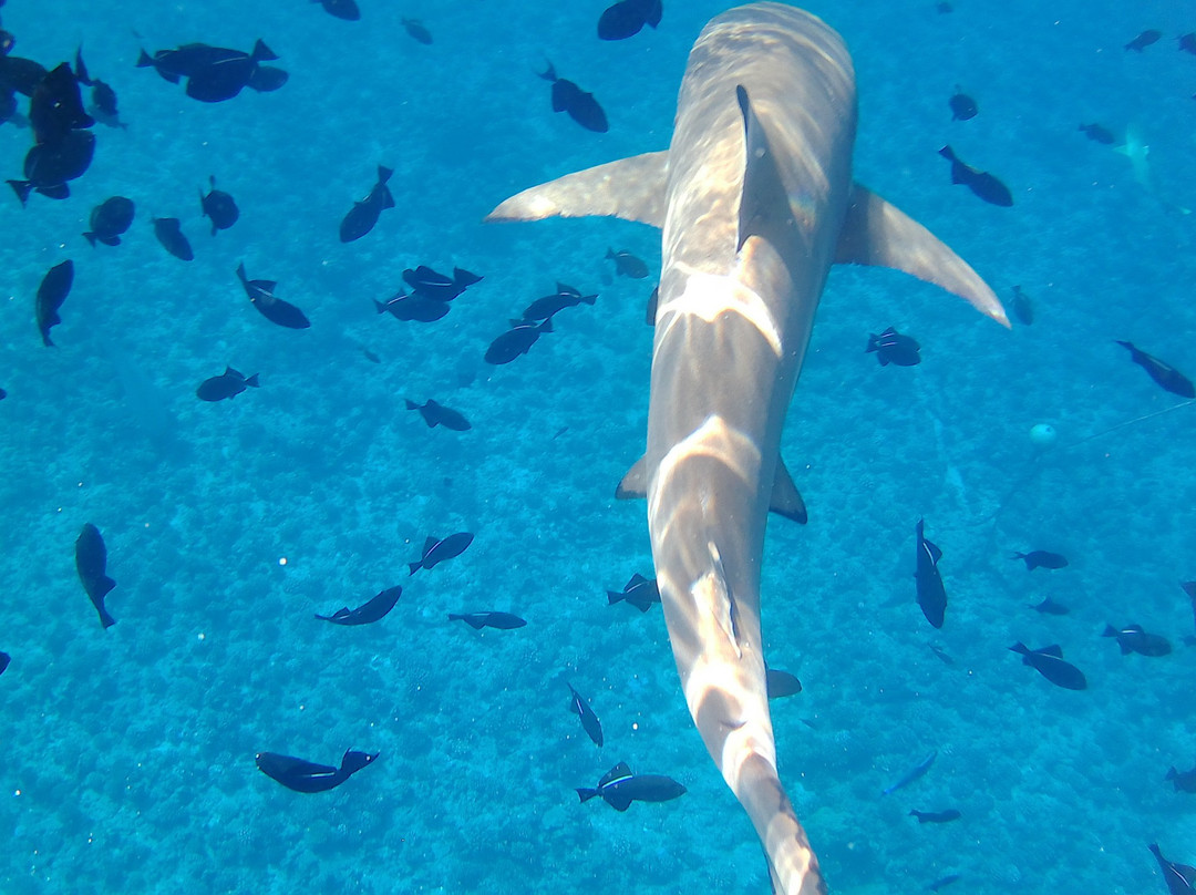 Shark Boy Bora Bora景点图片