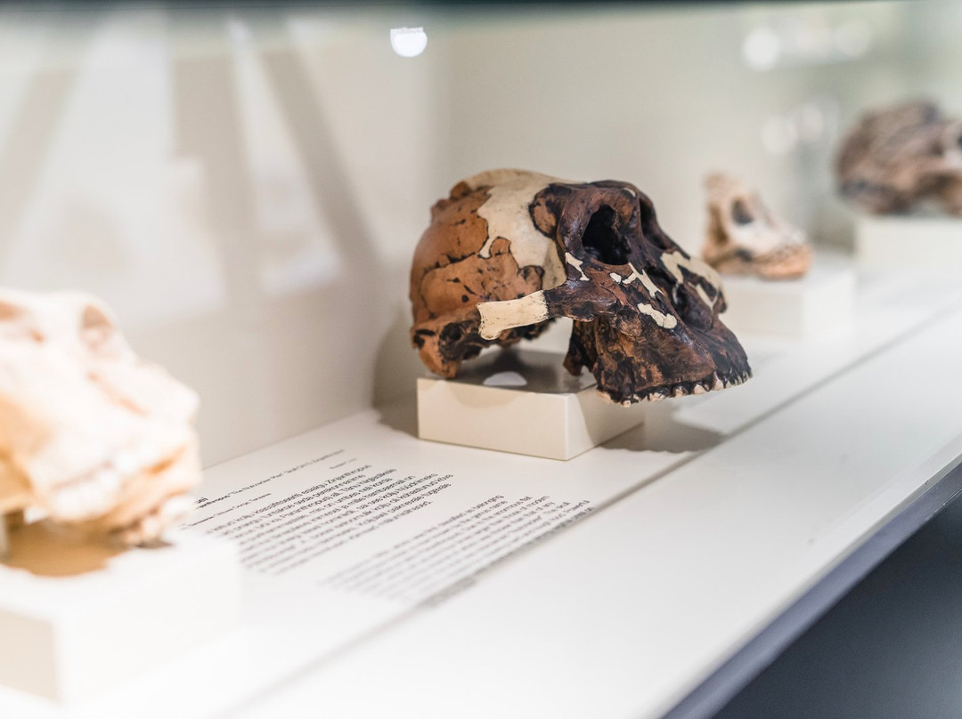 University of Tartu Natural History Museum-塔尔图必去景点
