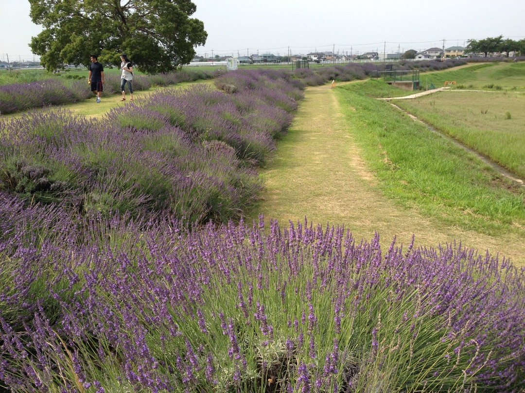 Shobujoshi Ayame Garden-久喜市必去景点