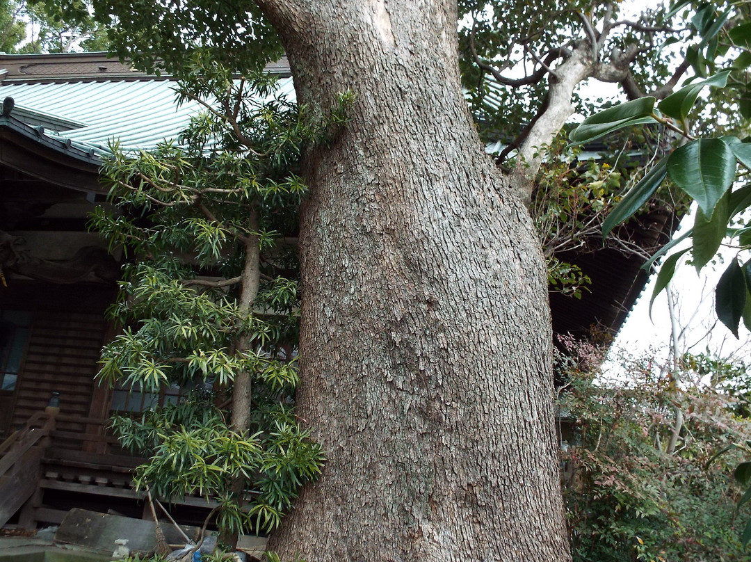 Honko-ji Temple-小田原市必去景点
