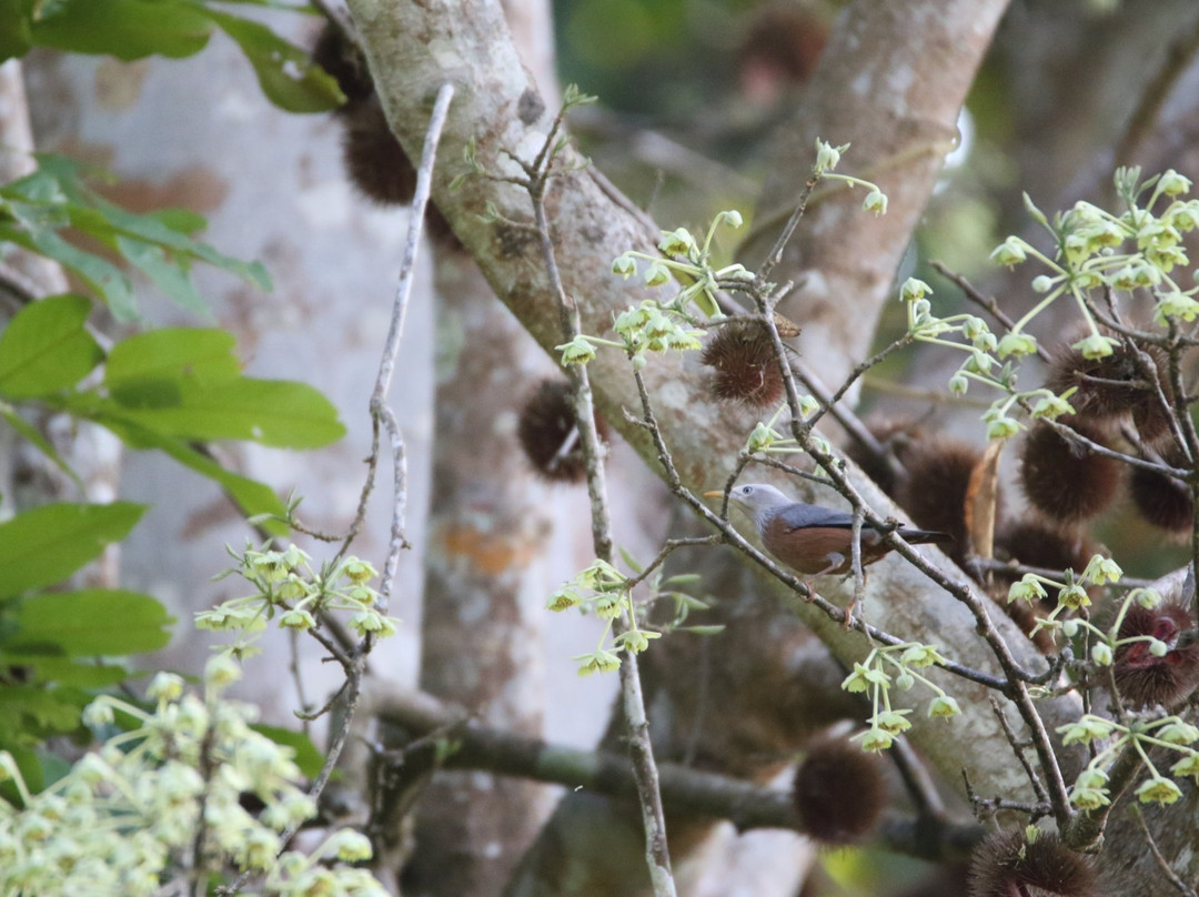 Bura-Chapori Wildlife Sanctuary景点图片