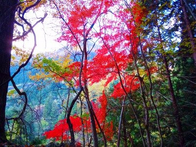 Mt. Kentoku景点图片