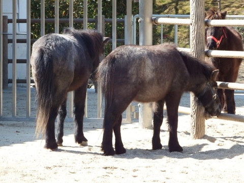 Nomauma Highland-今治市必去景点