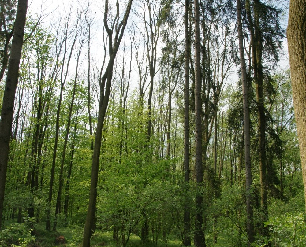 Hvozdnice Trail景点图片