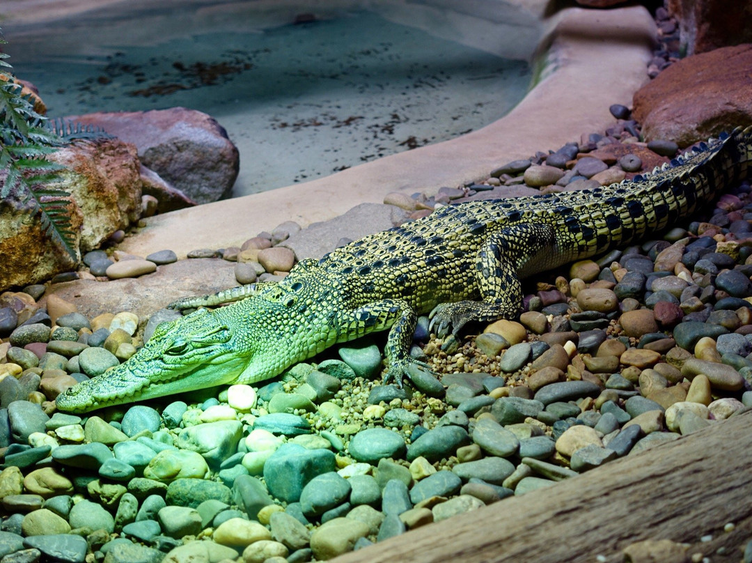 Carbunup旅游攻略图片