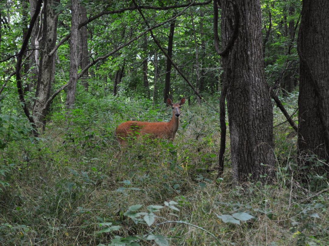Robinson Park-Mossville必去景点