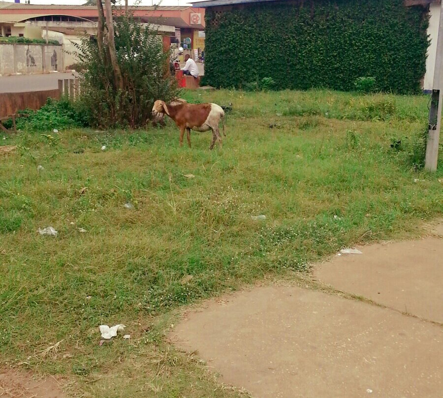 Jardin Place Jean Bayol-Porto-Novo必去景点