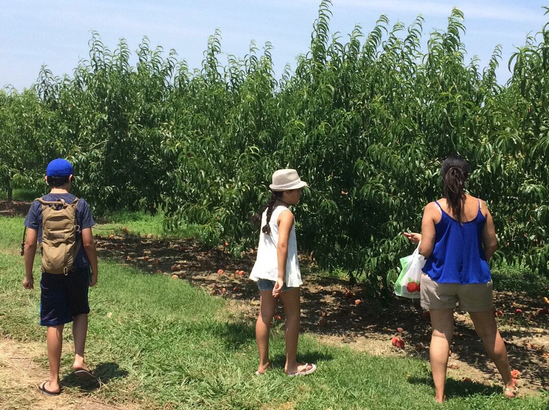 Martin Farm and Winery景点图片