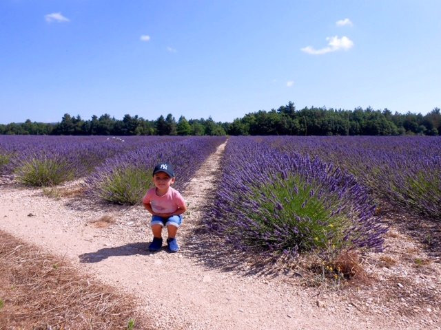 Elora Tours Provence-阿维尼翁必去景点