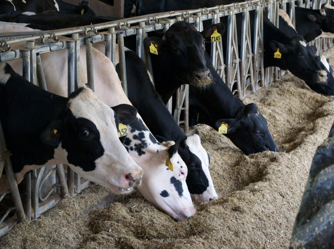 Hastings Dairy-Burton必去景点