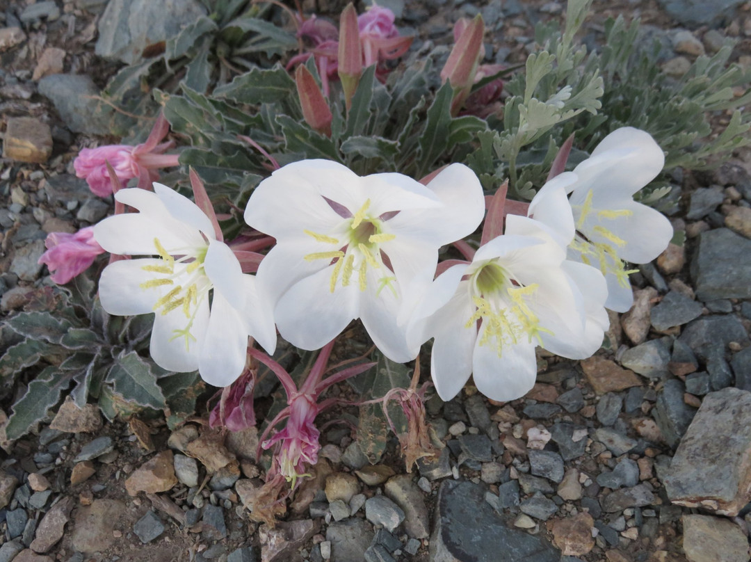 Inyo National Forest-加利福尼亚必去景点