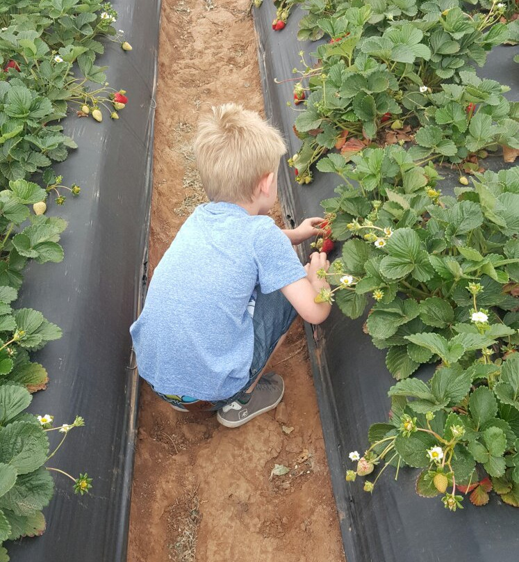 Kenny's Strawberry Farm-Fallbrook必去景点