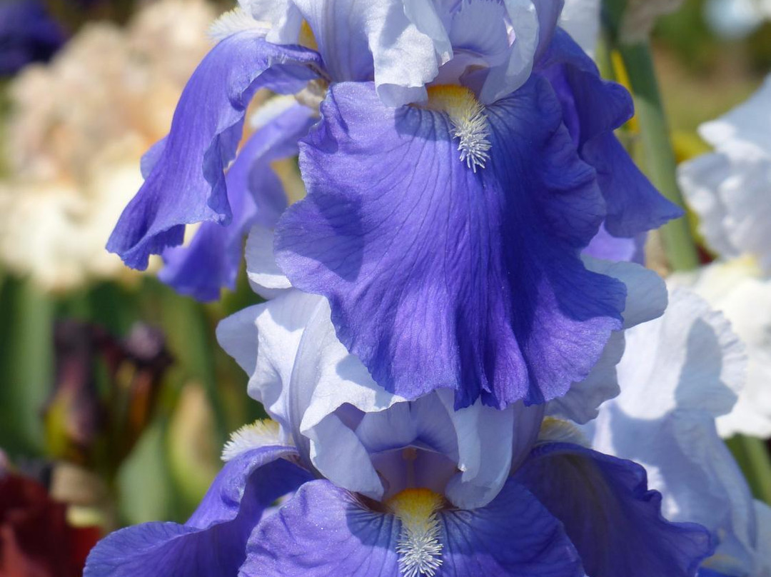 Presby Iris Gardens-Upper Montclair必去景点