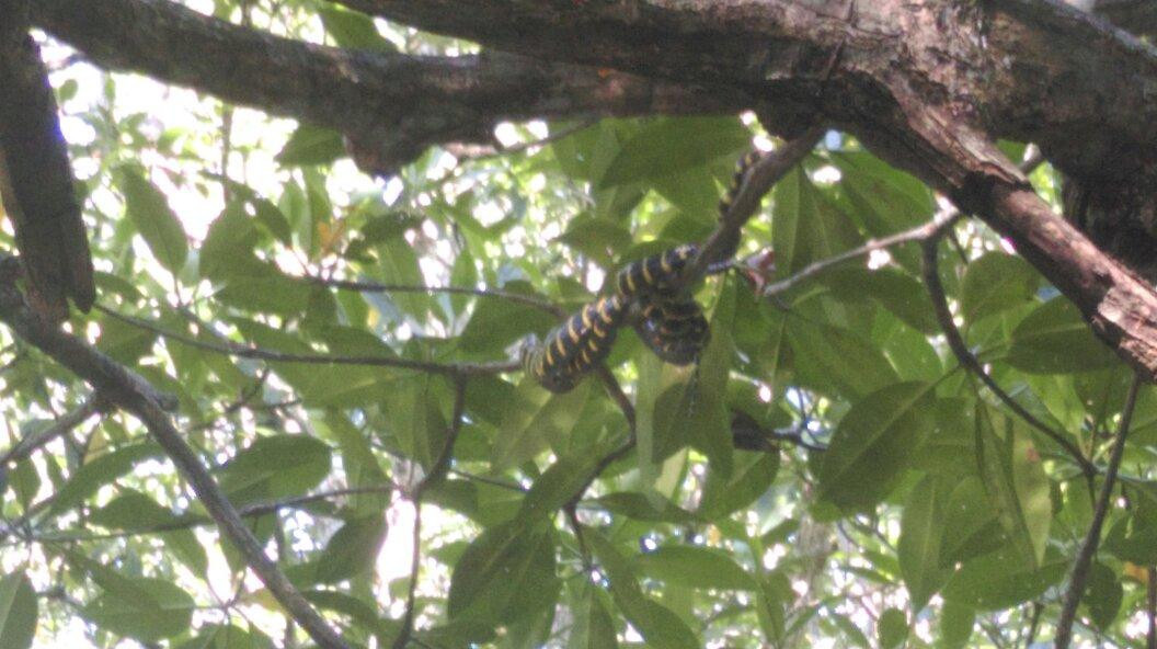 Mystic Mangrove Adventure-爱妮岛必去景点