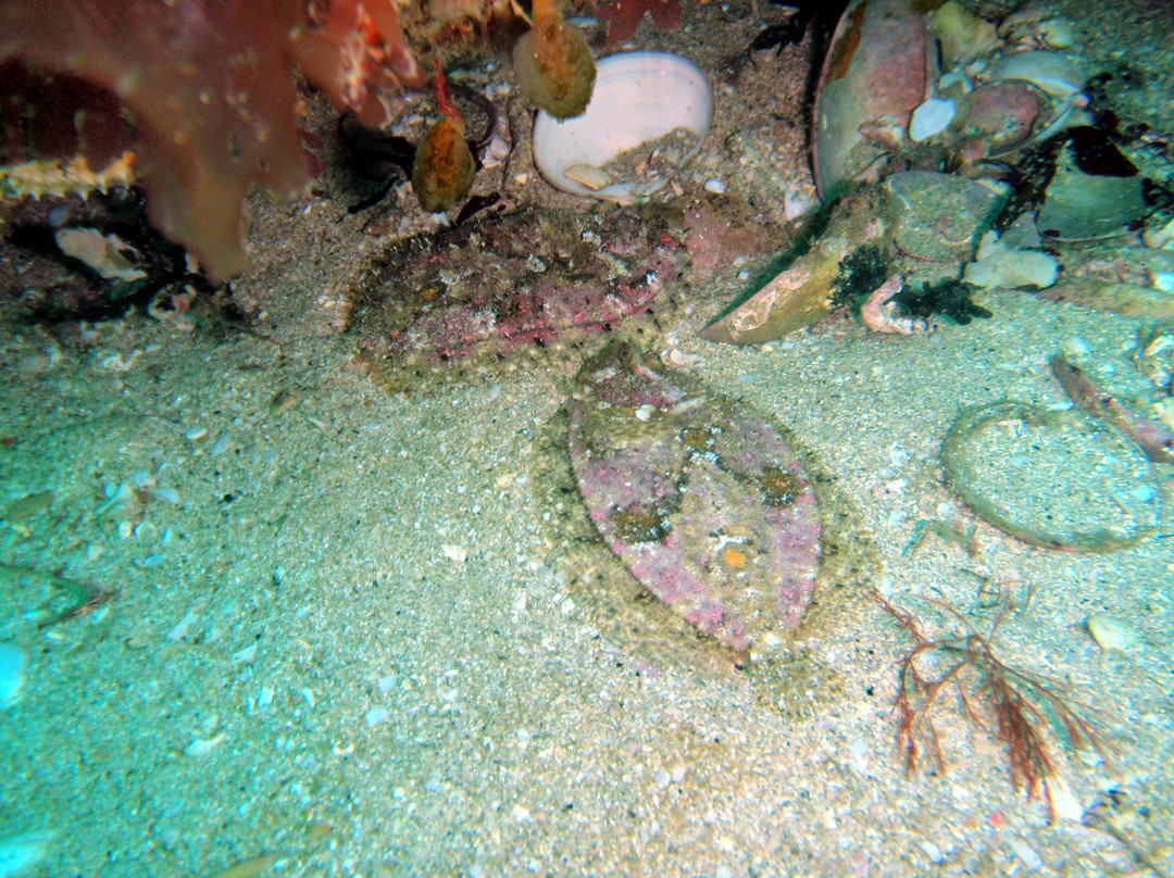 Buceo Finisterre景点图片