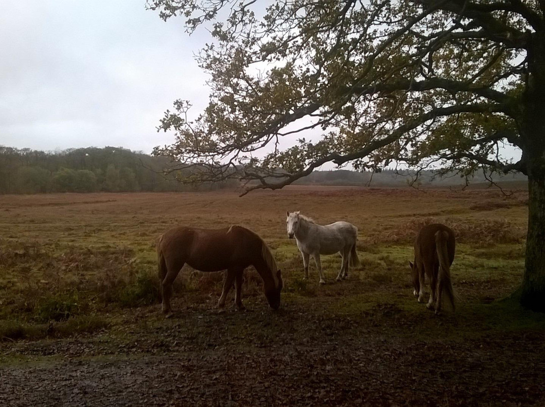 Fuzzacker Guided Walks and Tours-利明顿必去景点