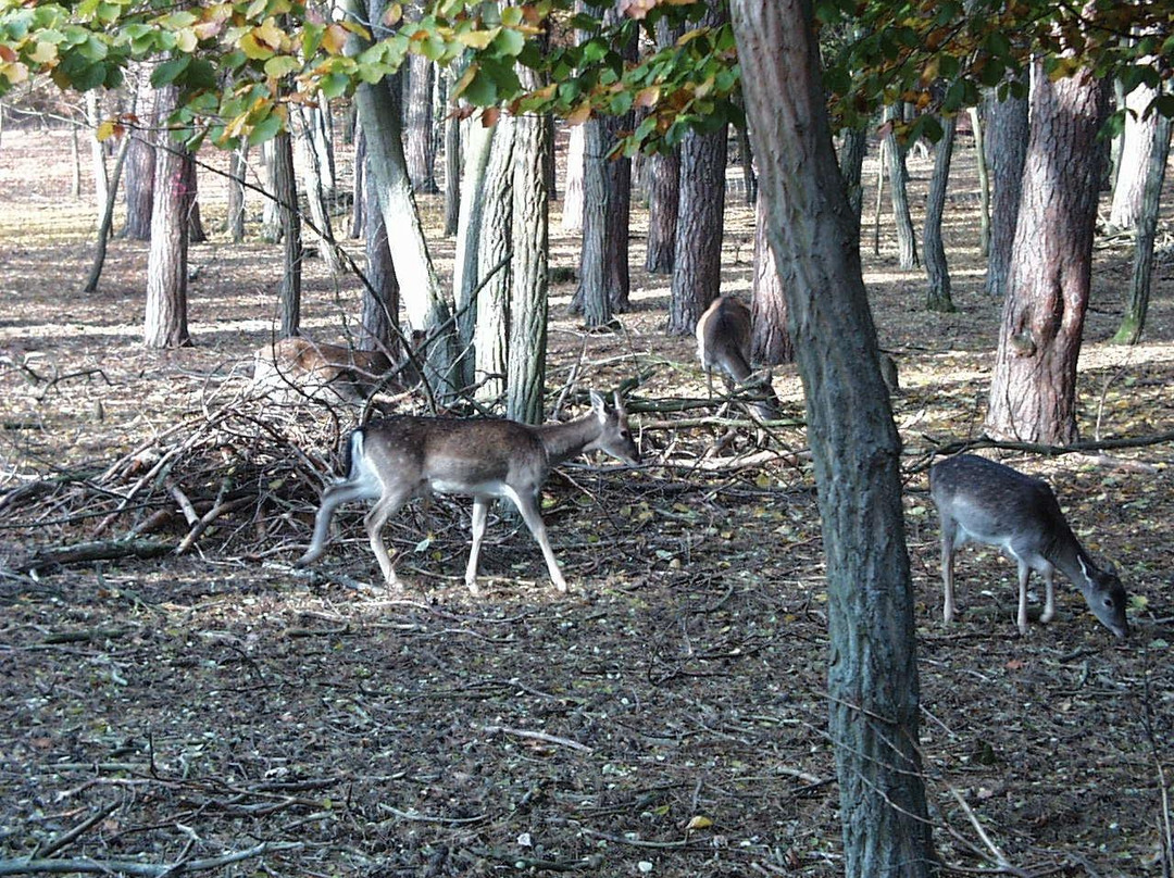 Tierpark Ueckermünde景点图片