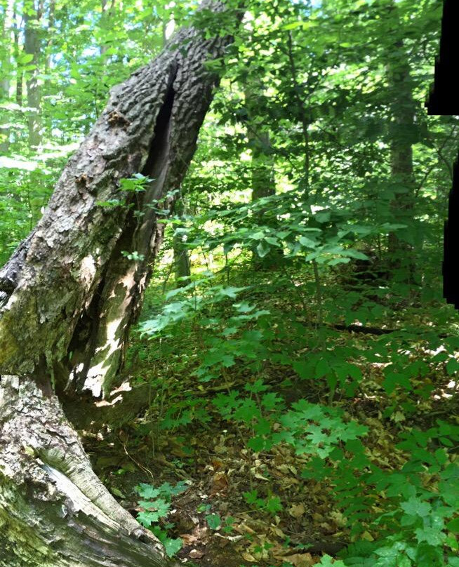 Shaw Woods Outdoor Education Centre景点图片