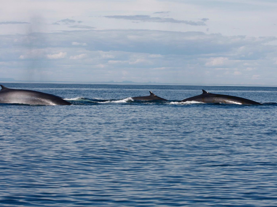 Mingan Island Cetacean Study Research Station-Longue-Pointe-de-Mingan必去景点