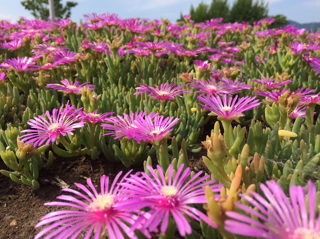 Hadano City Sakuradote Park The Ancient Tomb Exhibition Room-秦野市必去景点