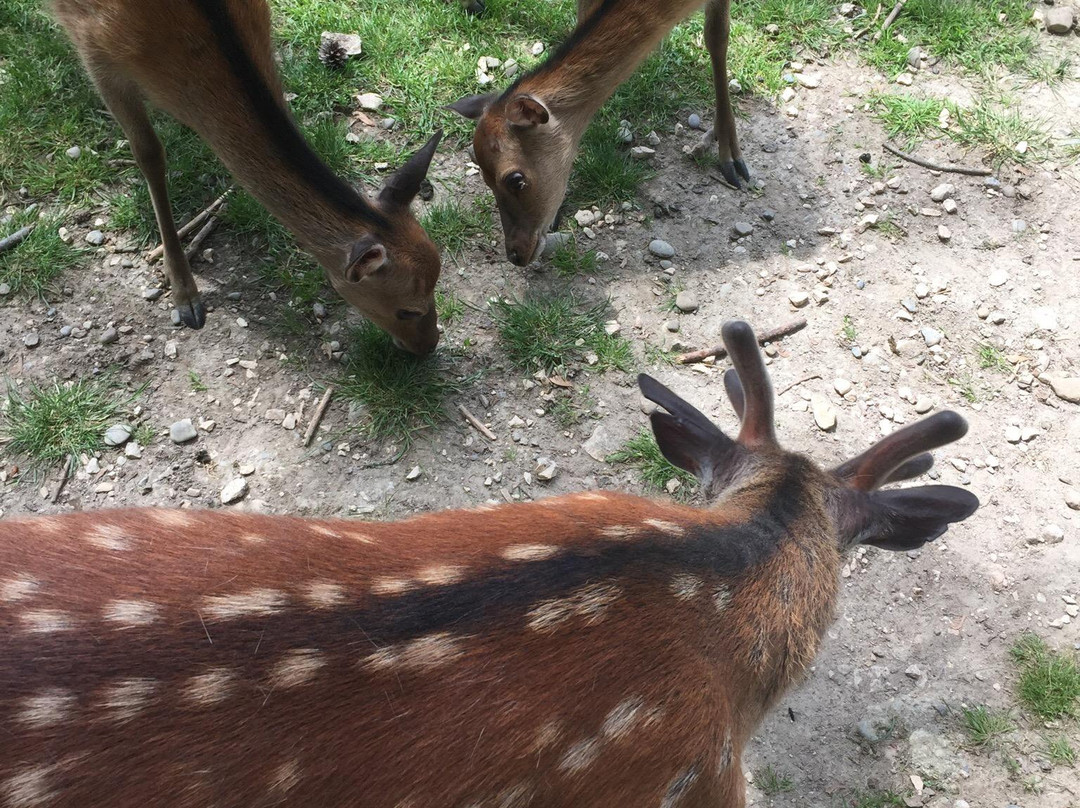 Wild - und Freizeitparkpark Allensbach Bodensee景点图片