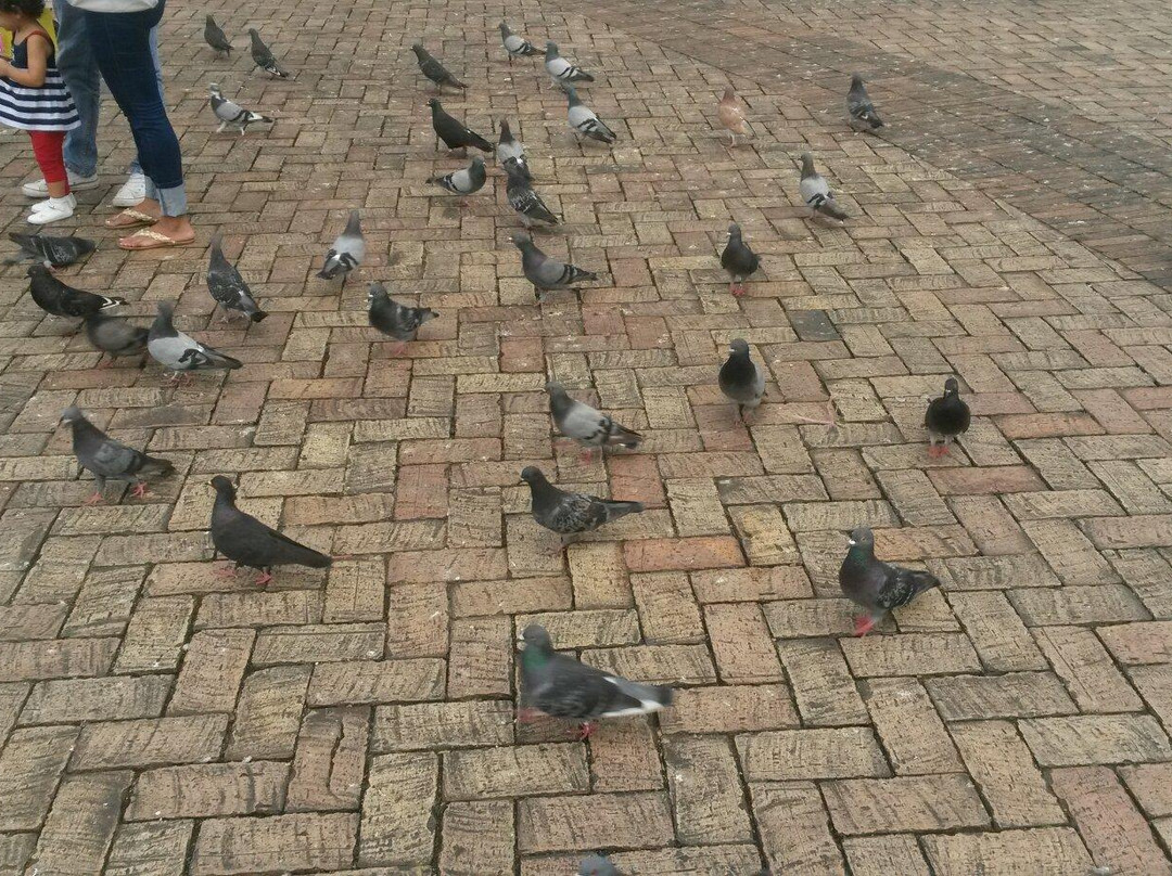 Plaza los Libertadores-比亚维森西奥必去景点