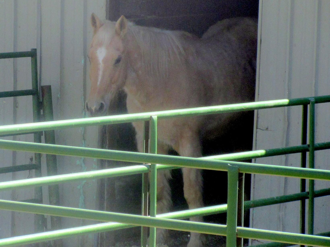Las Trampas Regional Wilderness-圣拉蒙必去景点