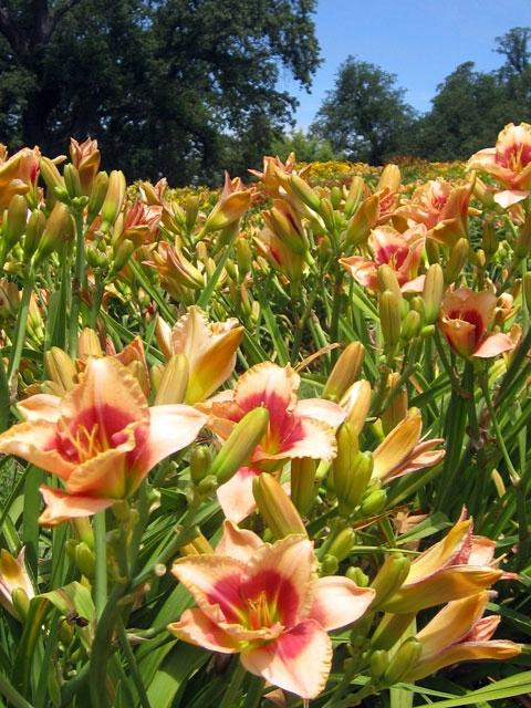 Amador Flower Farm景点图片