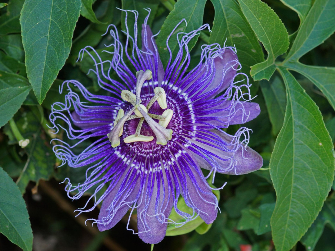 Mineola Nature Preserve-Mineola必去景点