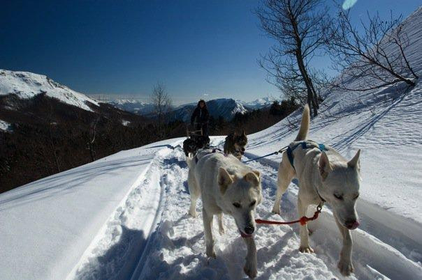 Athabaska Dogsledding - Scuola di Sleddog景点图片