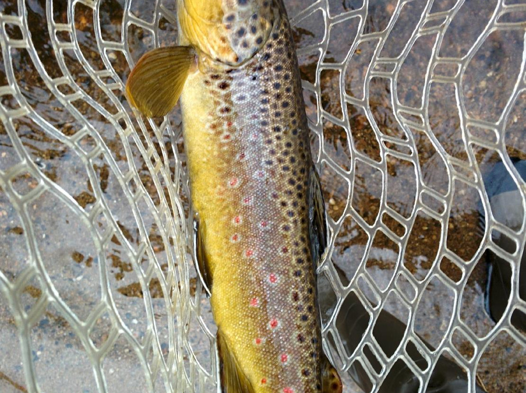 Scot's Sporting Goods-埃斯蒂斯公园必去景点