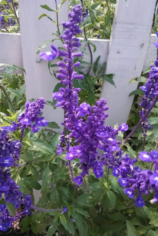 紫海香田薰衣草庄园-石家庄市必去景点