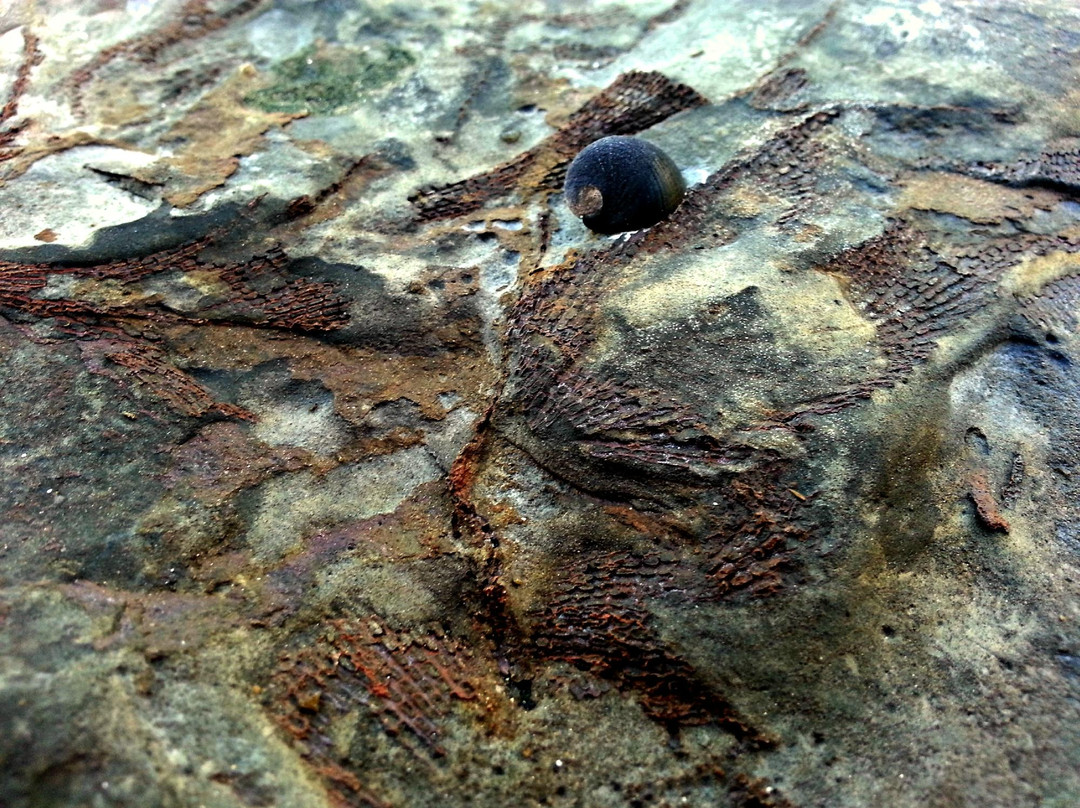 Gondwana Coast Fossil Walk景点图片