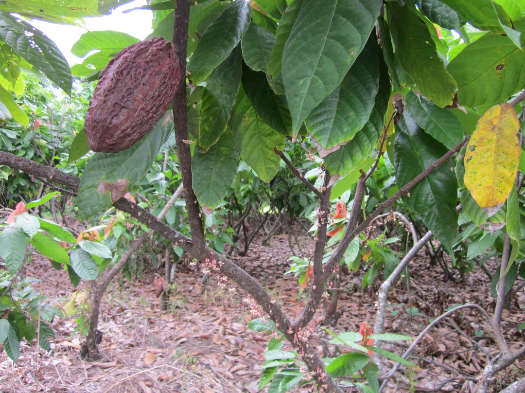 Hacienda El Castillo-San Isidro必去景点