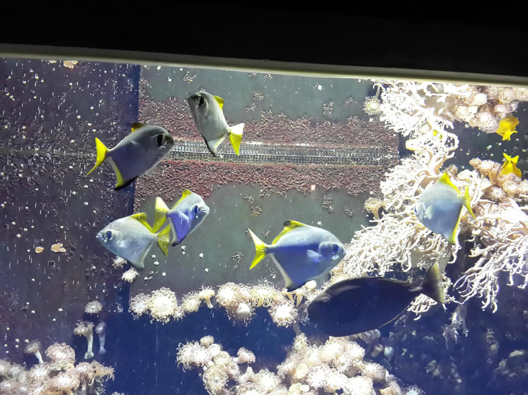 Aquarium GEOMAR