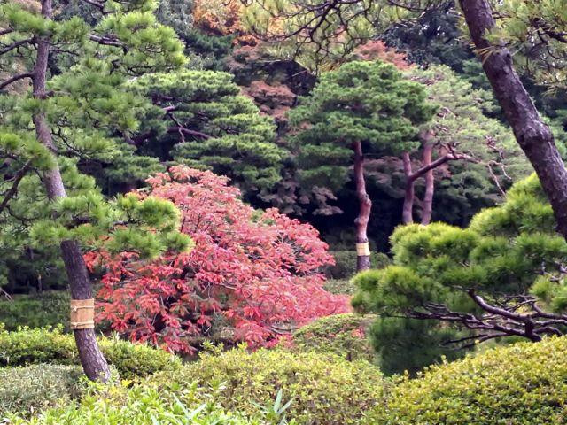 小石川后乐园景点图片