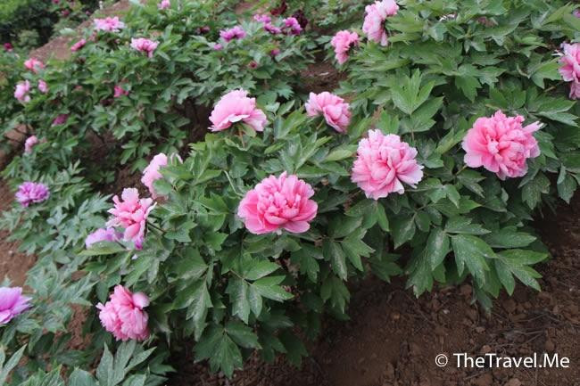 阿姑泉牡丹苑风景区-户县必去景点