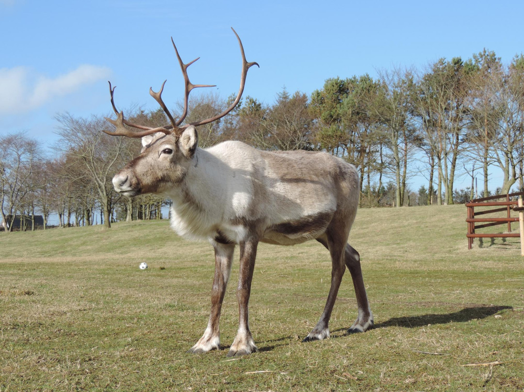 Ythanbank Reindeer-Ellon必去景点