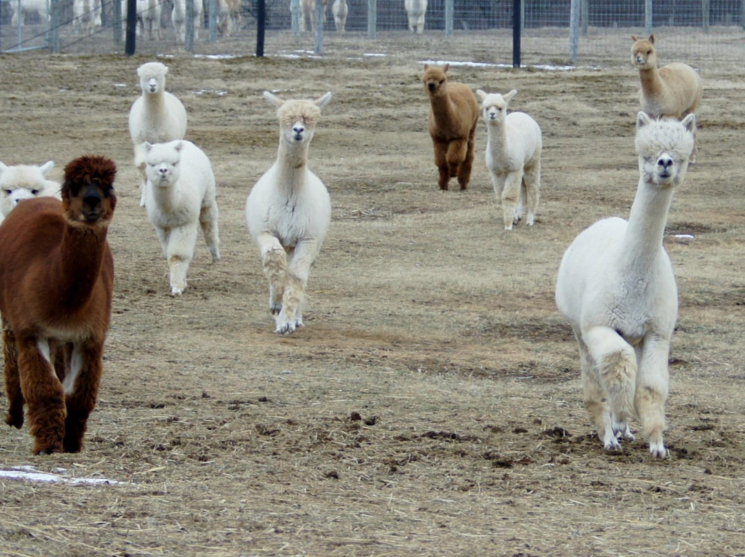 Long Acres Alpaca Farm景点图片