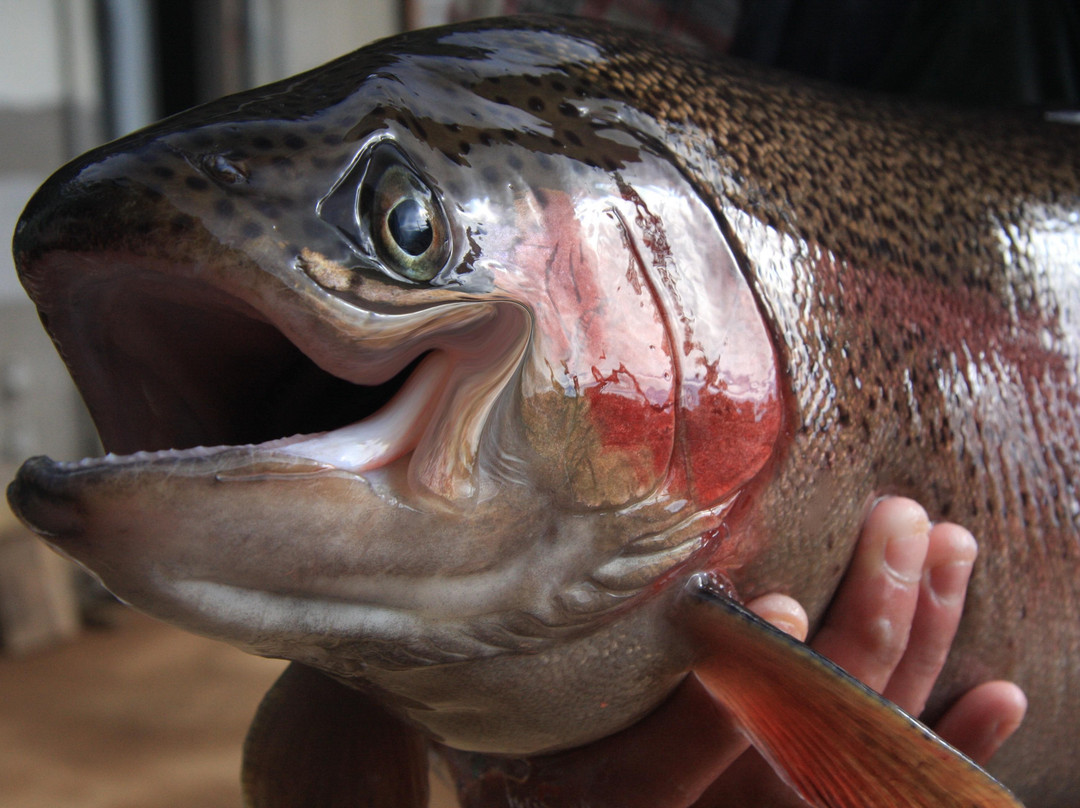 Mountain Stream Fishery-Targa必去景点