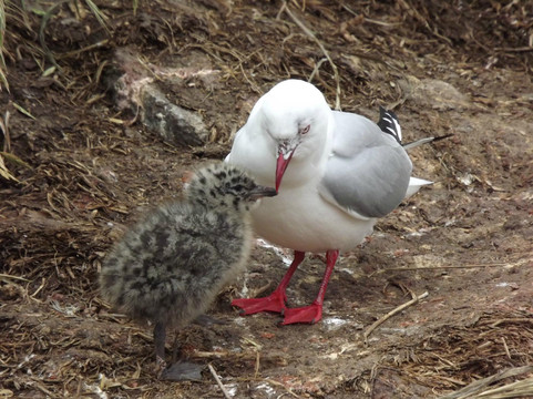 皇家信天翁中心-但尼丁必去景点