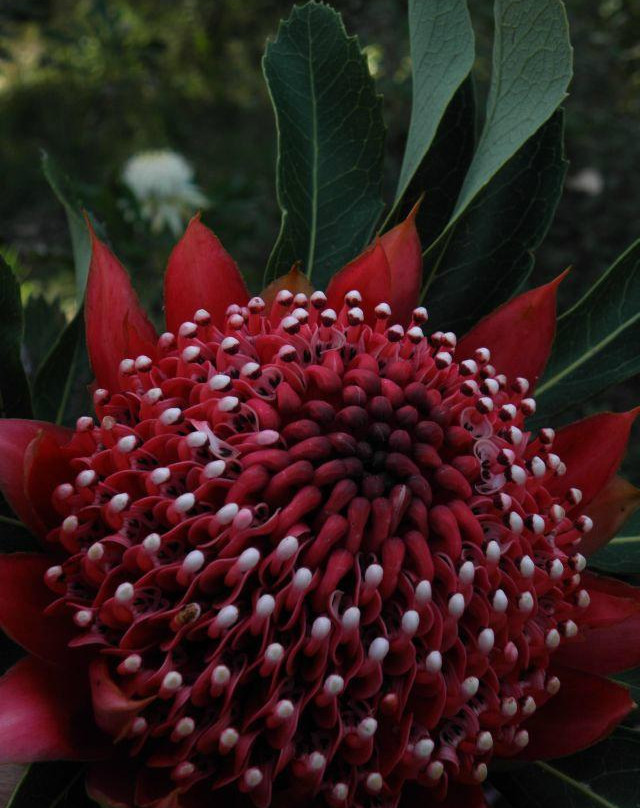 Karwarra Australian Plant Garden-Kalorama必去景点