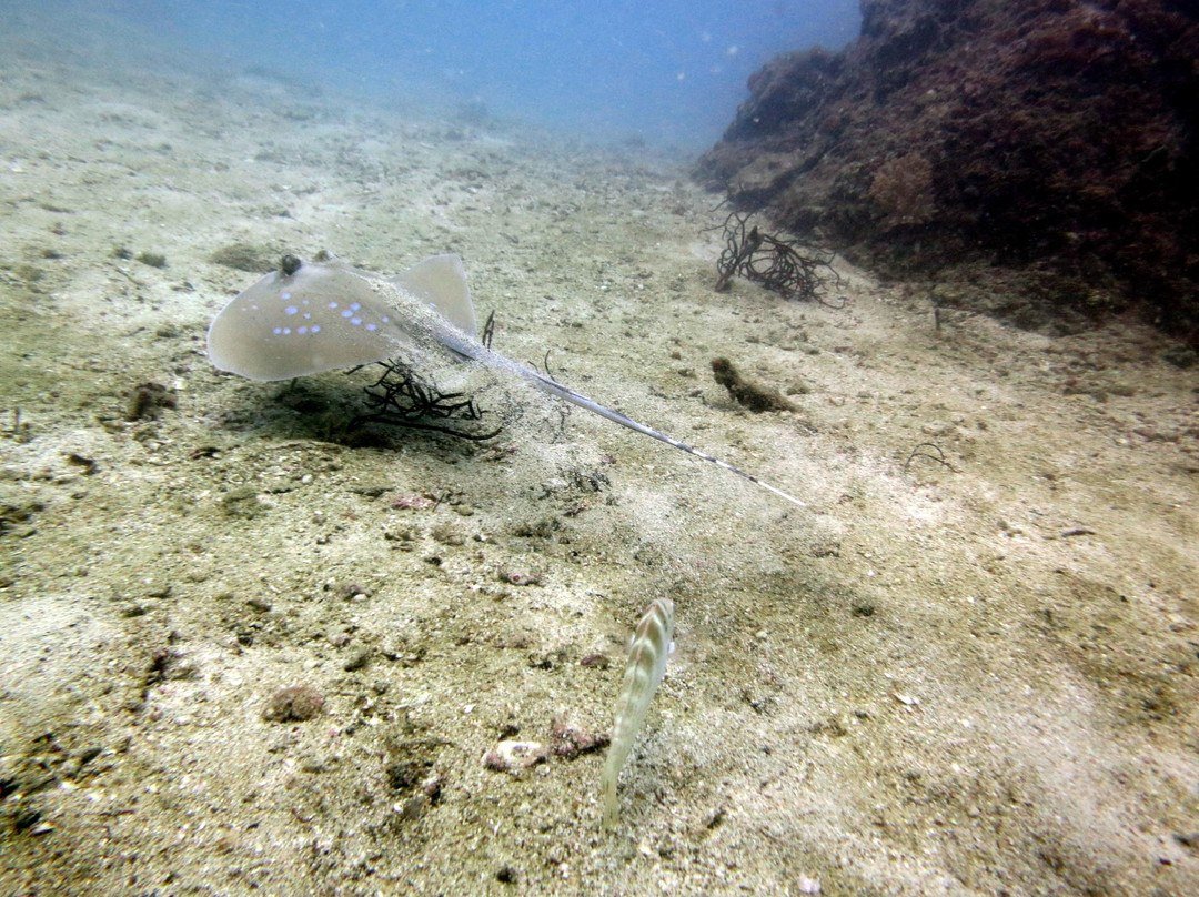 普吉岛安迪潜水体验-拉威必去景点