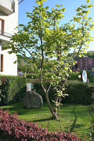 Albergo Villa Bianca主图