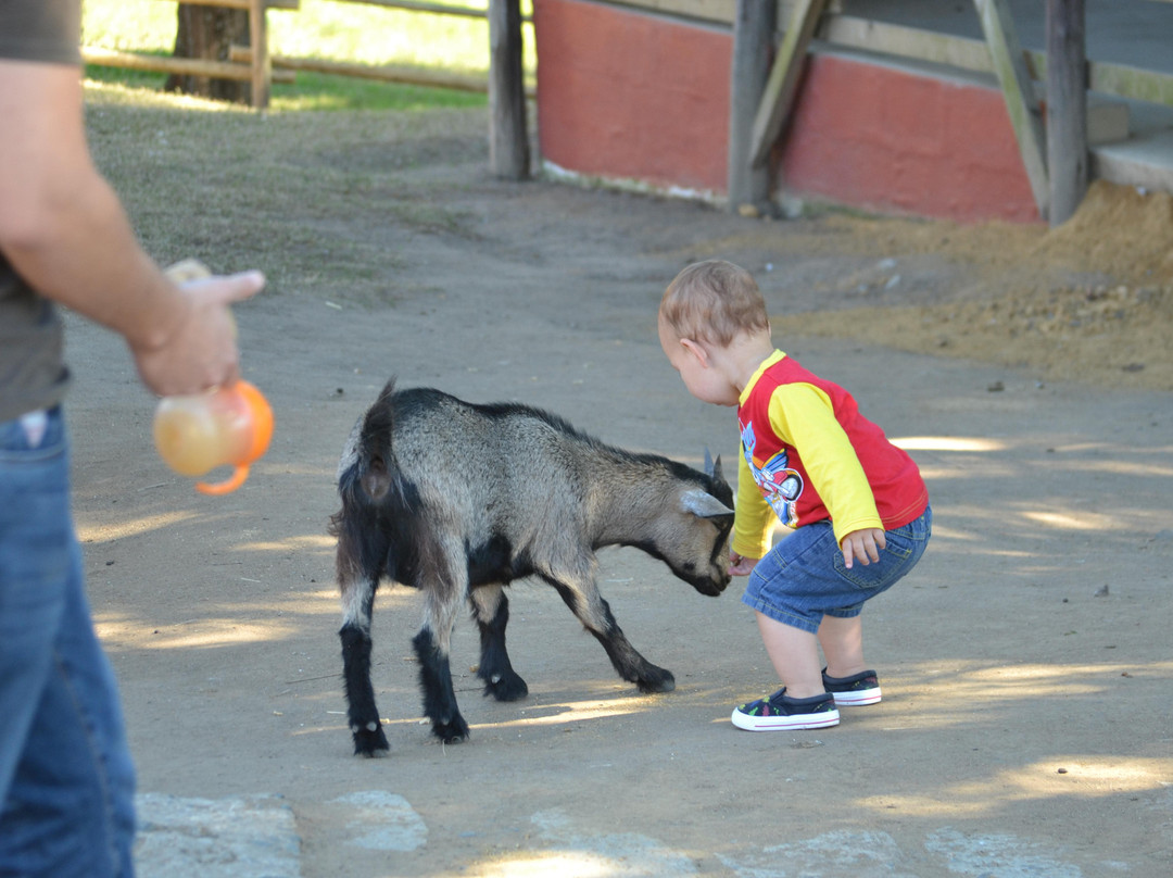Flag Animal Farm-塩石必去景点