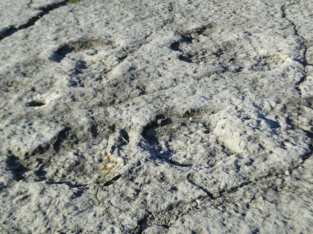 Natural Monument of the Dinosaur Footprints景点图片